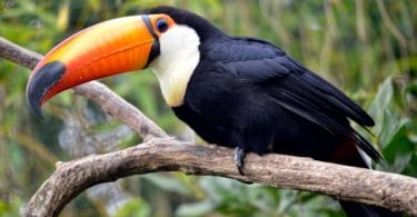 bird with long curved beak