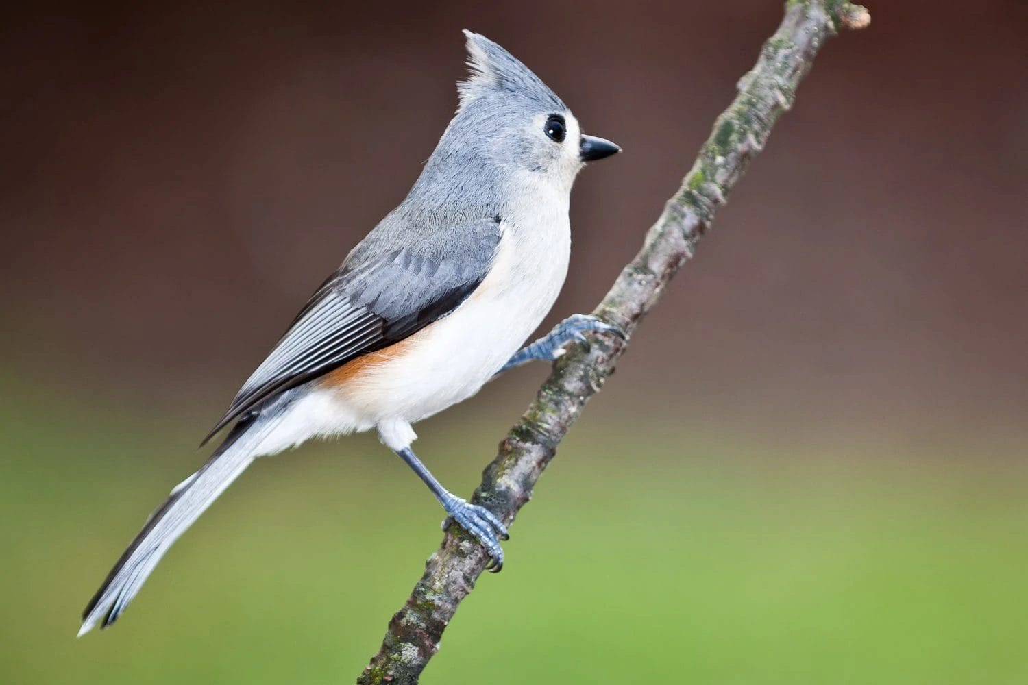 coastal birds of south carolina