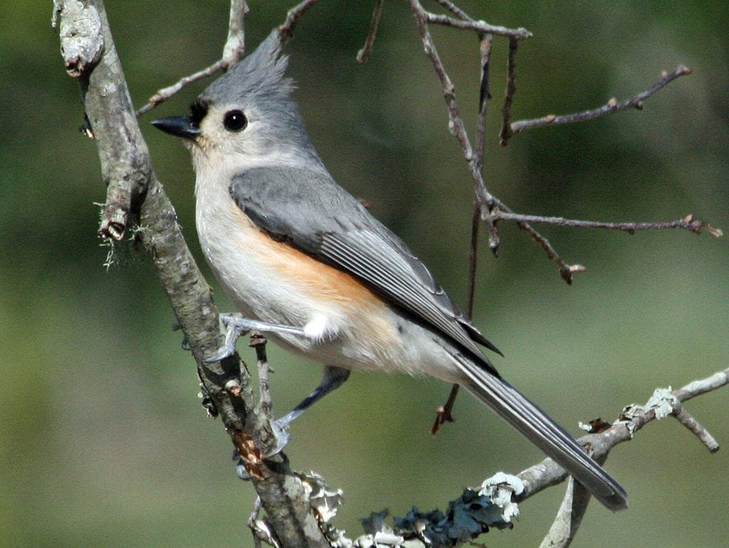 Tufted Titmouse – Baeolophus bicolor