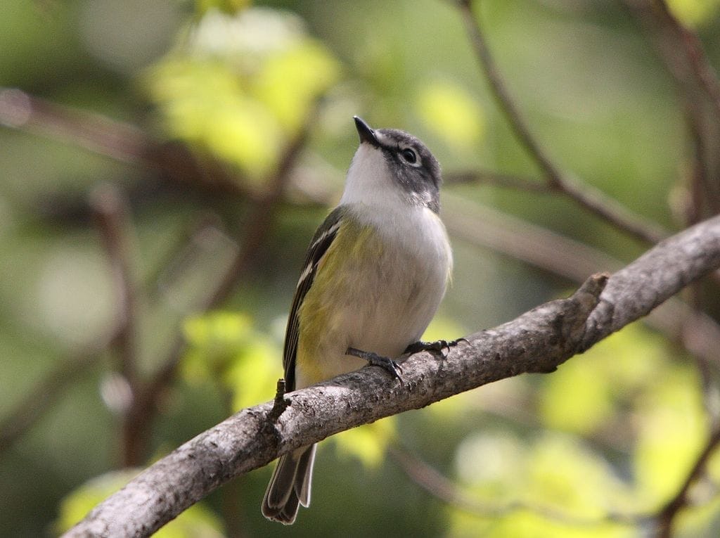 Blue-headed Vireo