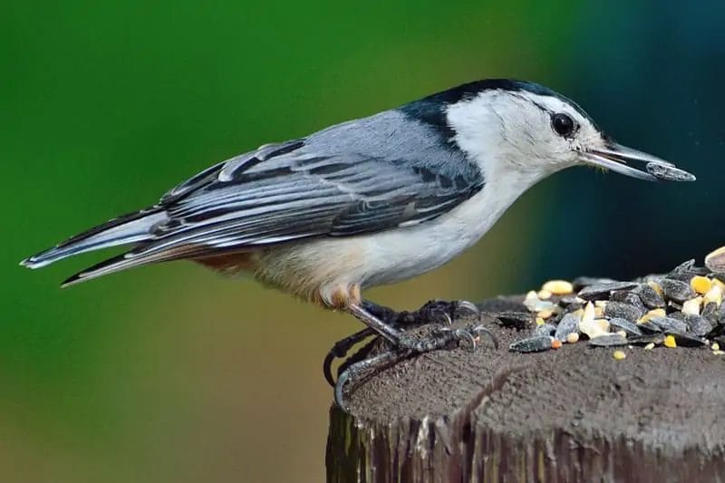 birds of middle tennessee