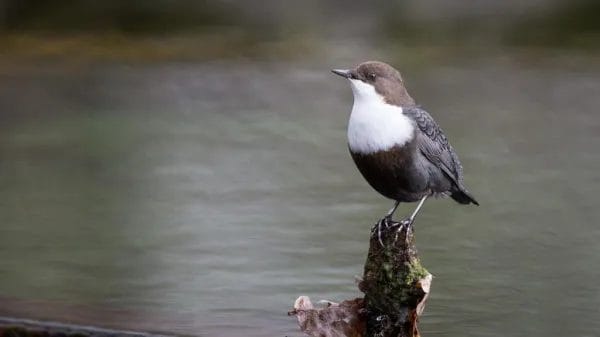 humming bird sugar water ratio