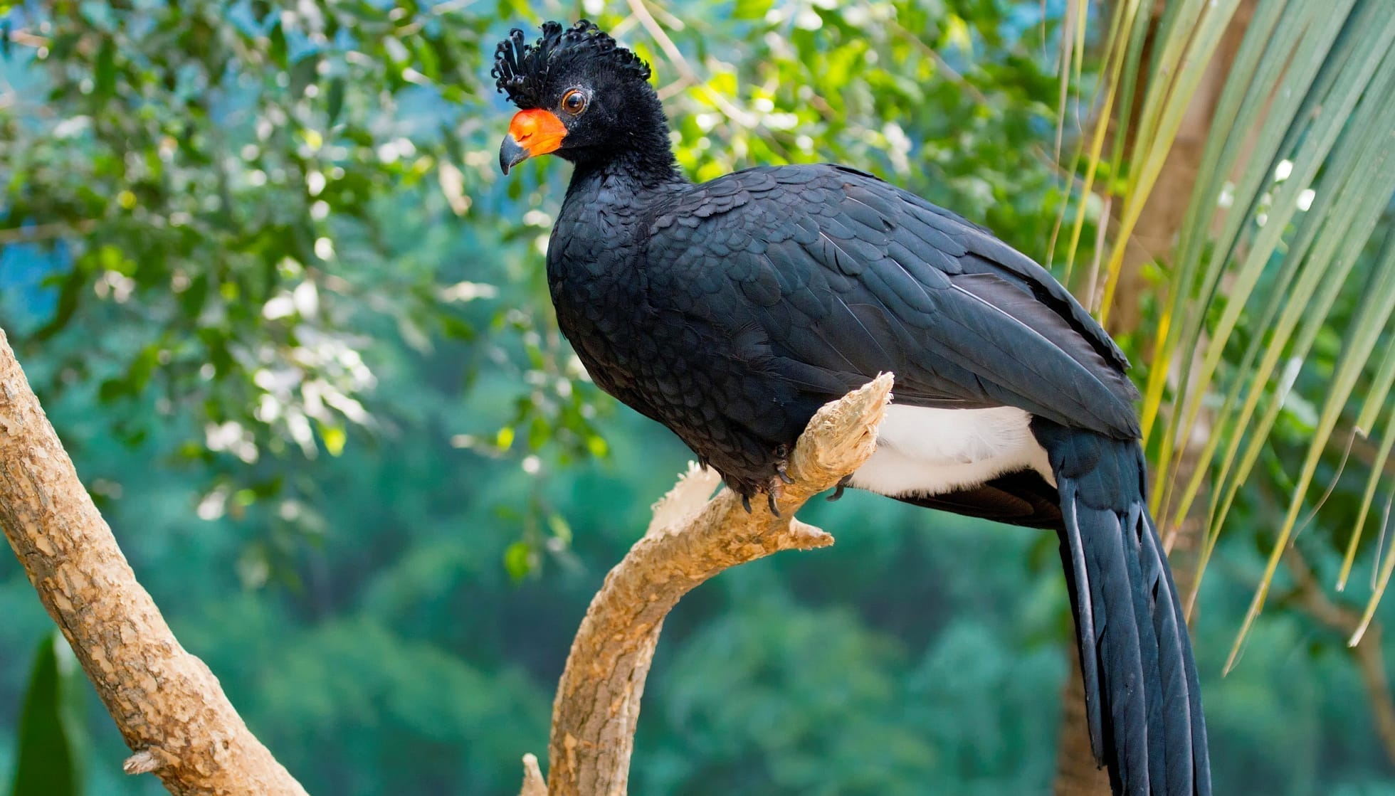 brownish bird with orange beak