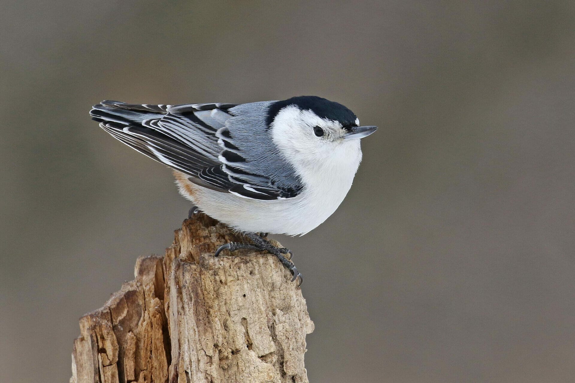 White Breasted Nuthatch