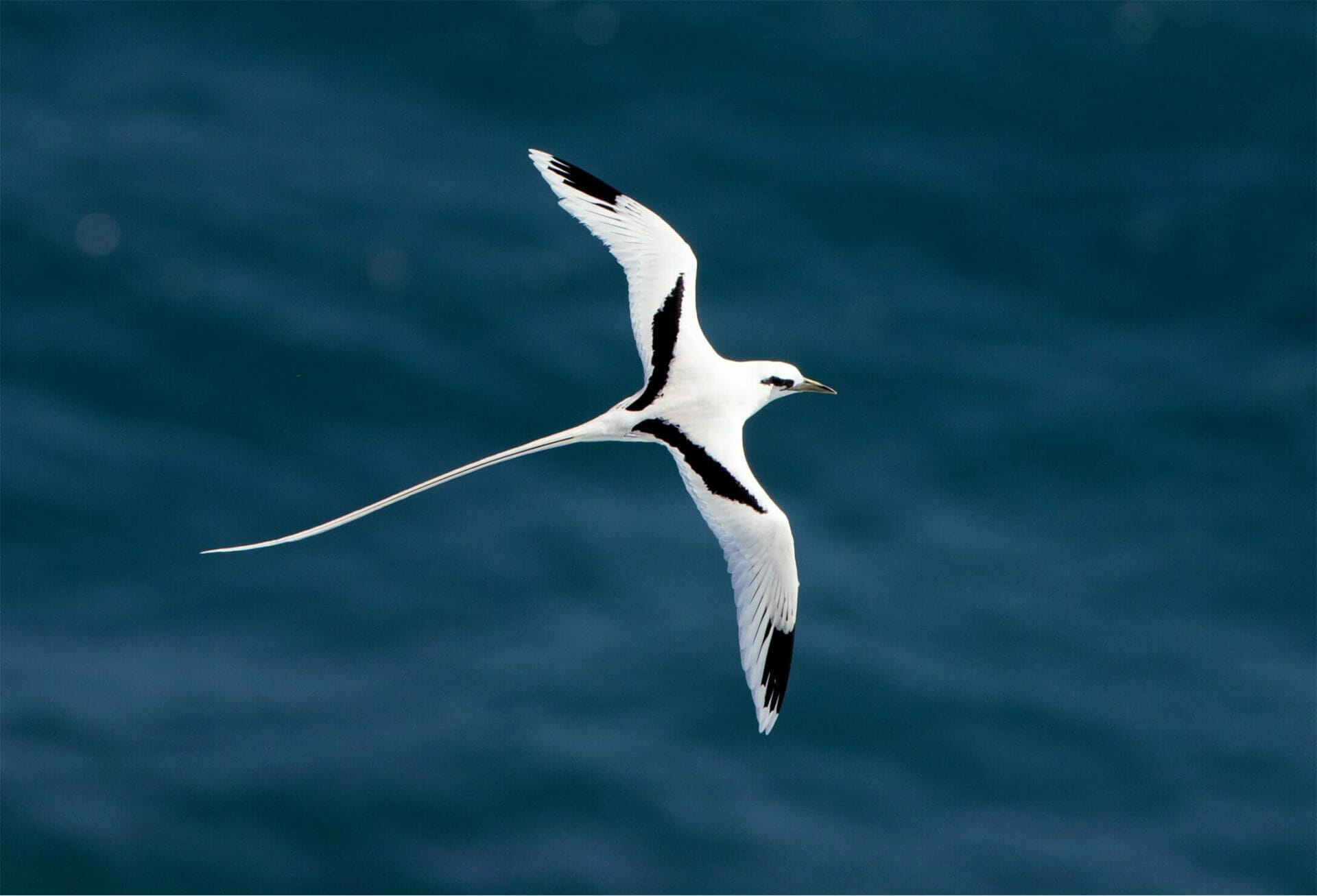 white and black bird with orange beak white and black bird with orange beak