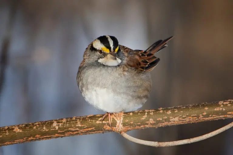 birds of prey in south carolina