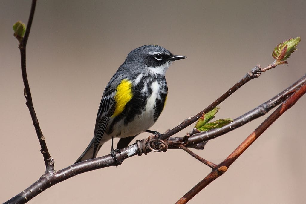 Yellow-rumped Warbler