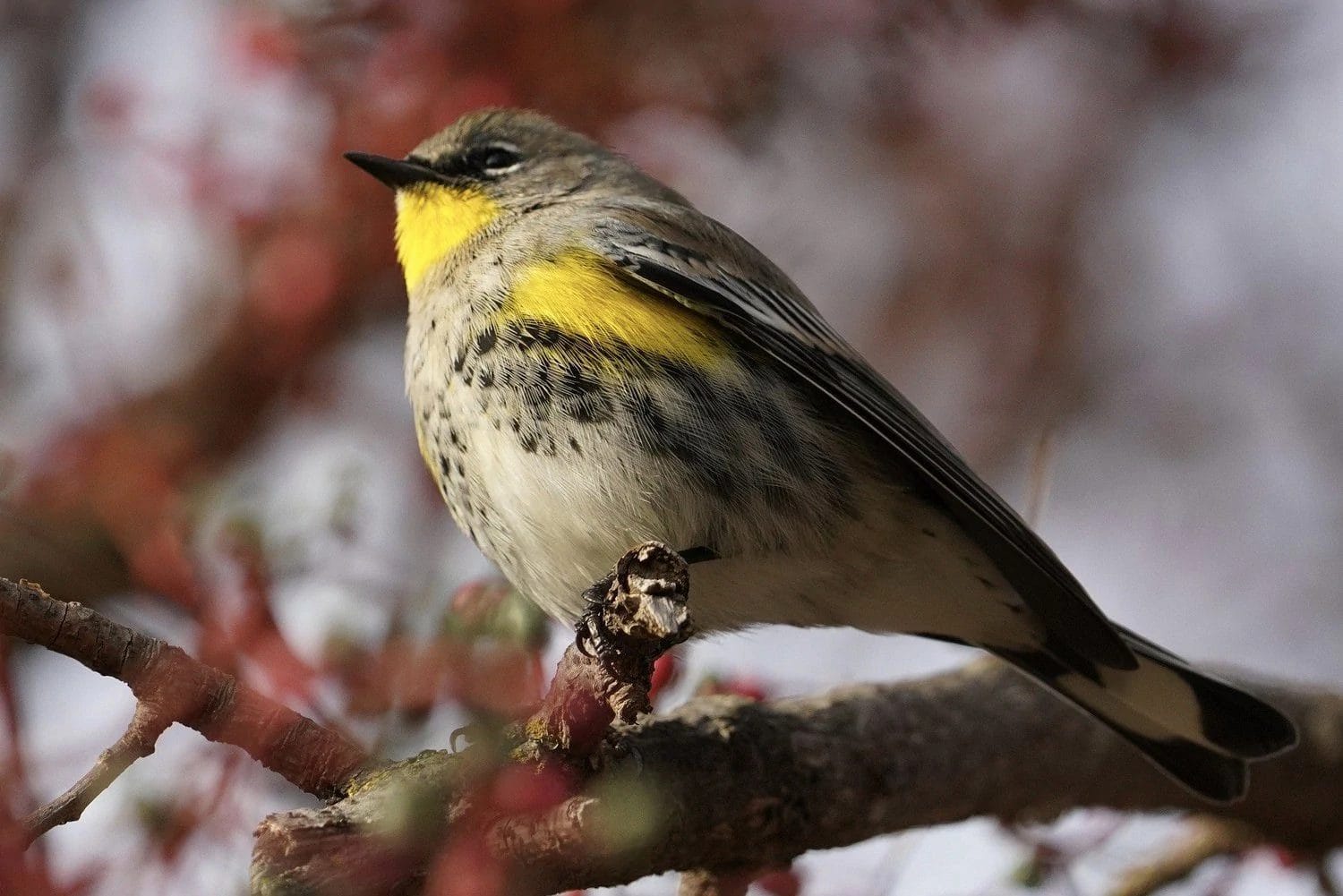 birds in west virginia