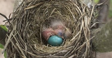 what do baby hummingbirds eat