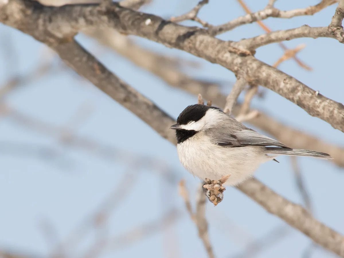 how do birds sleep