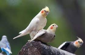 how do birds have sex how do birds have sex