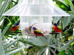 safflower seeds for birds walmart