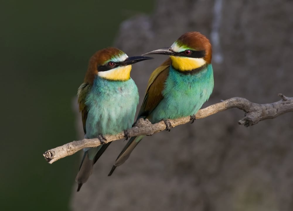 how do birds have sexually reproduce how do birds have sexually reproduce