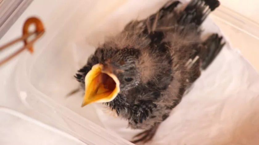 how often do baby birds eat