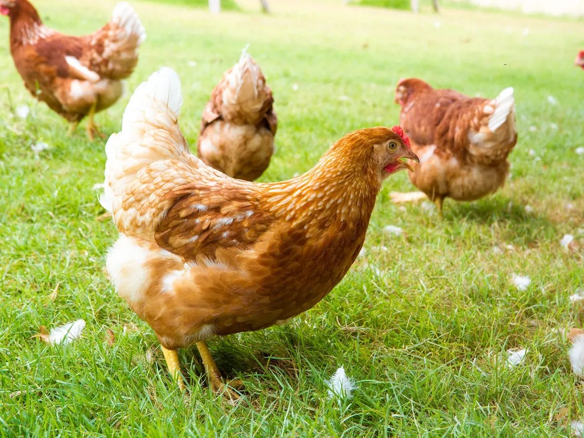 do birds lay eggs all at once do birds lay eggs all at once