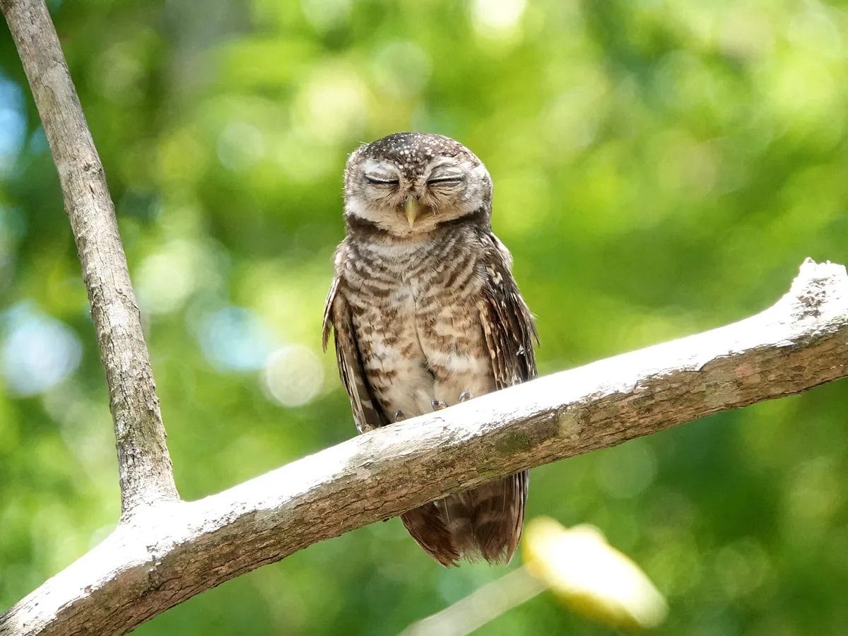 where do birds sleep at night where do birds sleep at night