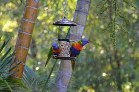 safflower vs sunflower seeds for birds