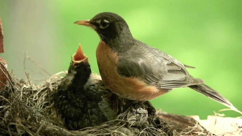 how much do baby birds eat