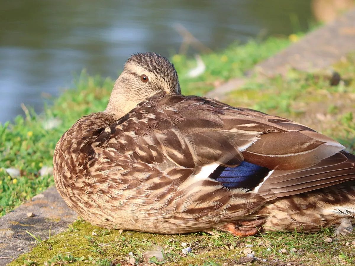 do birds sleep at night do birds sleep at night