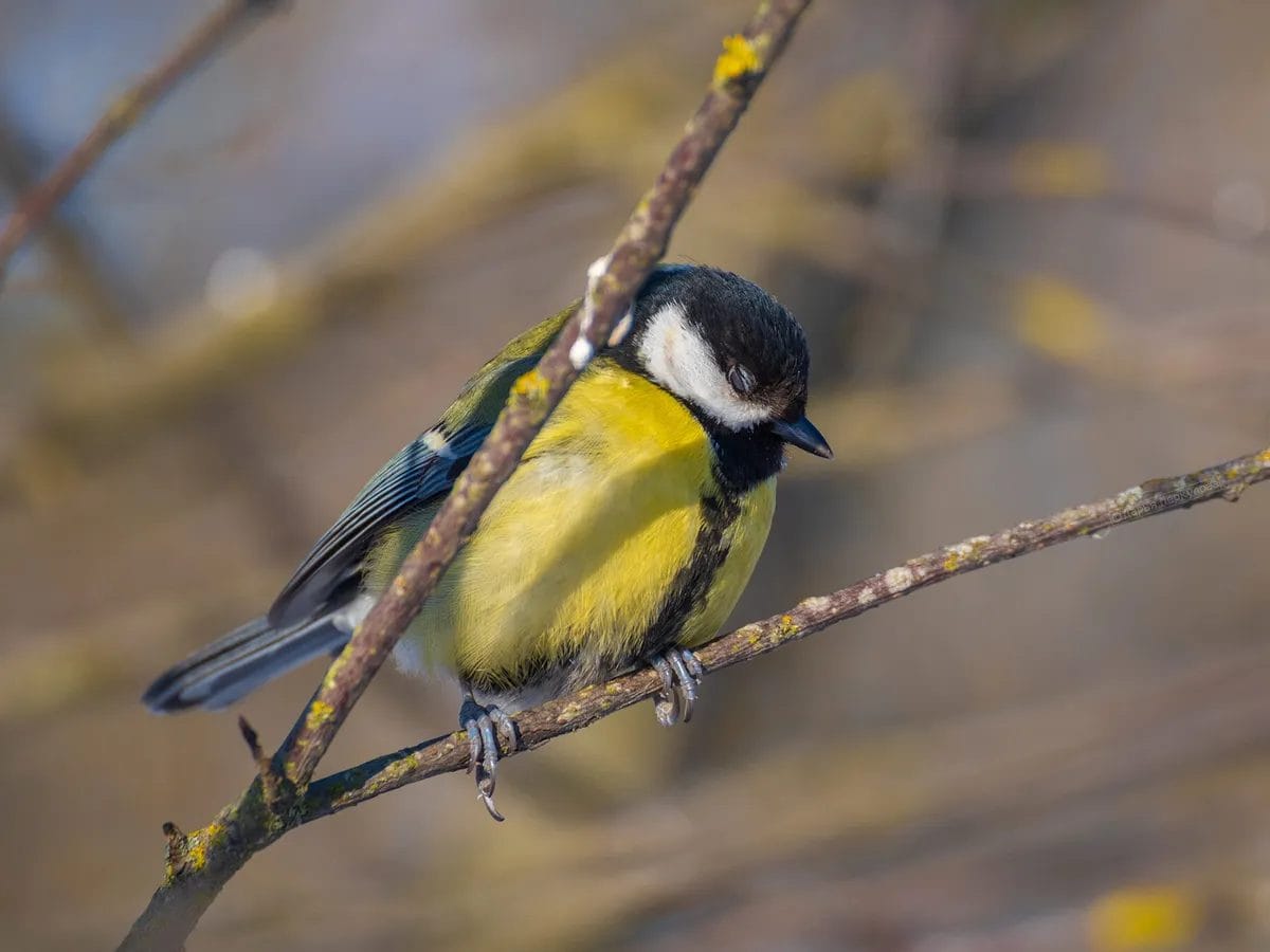 when does birds sleep when does birds sleep