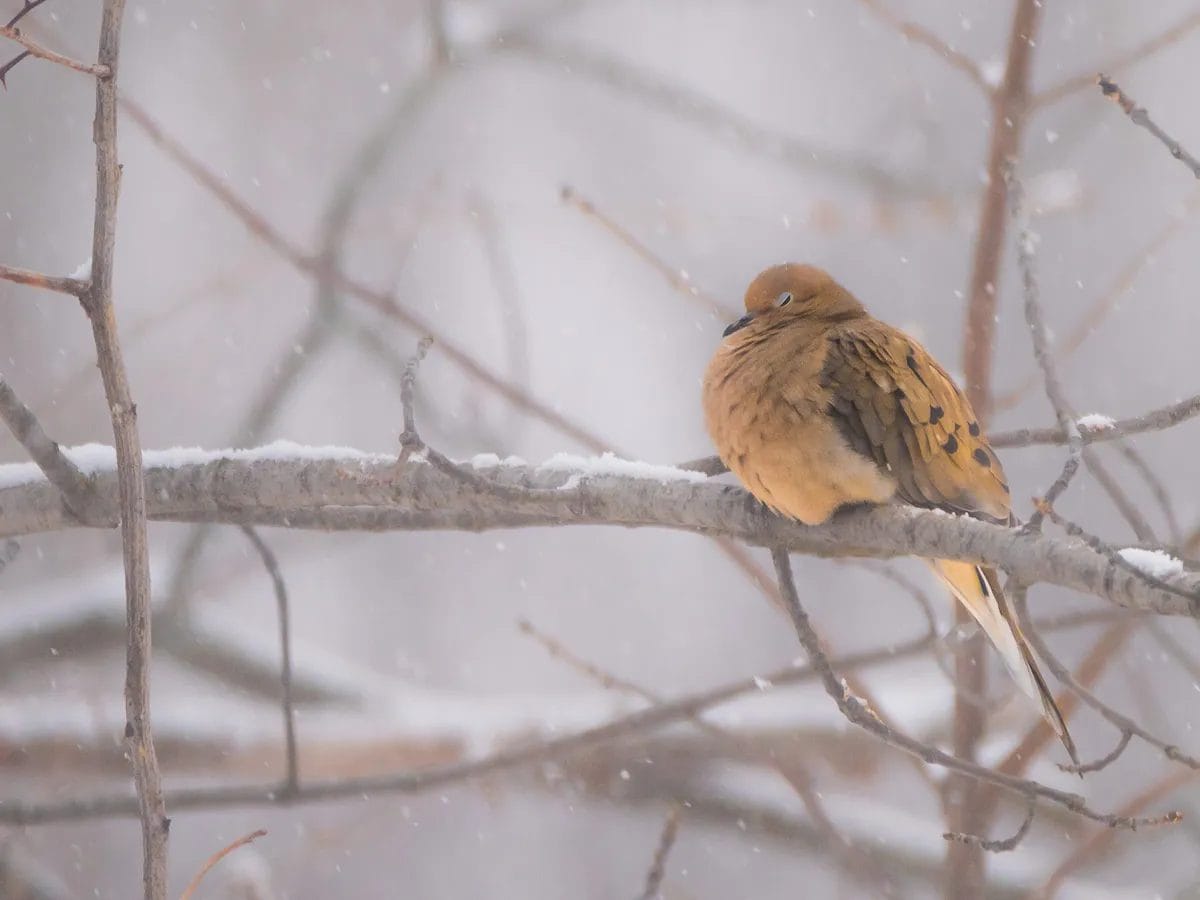 do birds sleep with their eyes open do birds sleep with their eyes open