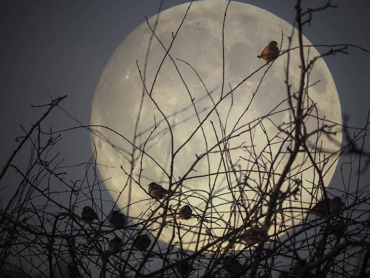 where do birds sleep in the winter where do birds sleep in the winter