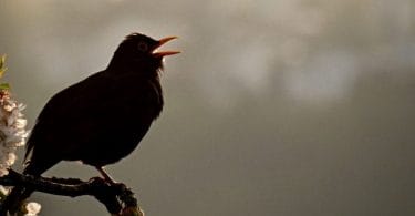 birds chirping at night