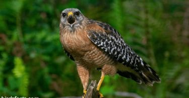 10 Differences Between Red-Tailed Hawk And Red-Shouldered Hawk