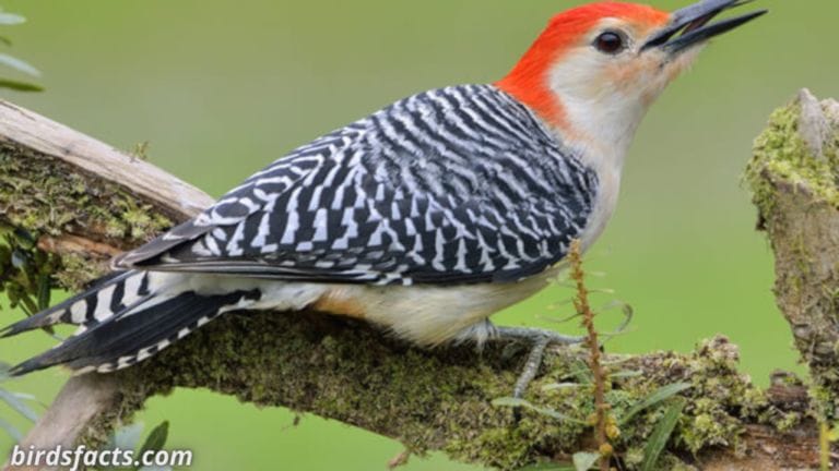 10 Woodpeckers Found In North Dakota