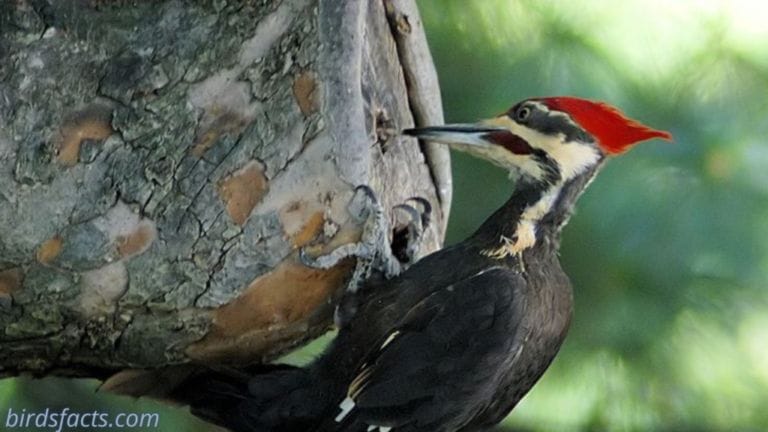 12 Species Of WoodPeckers In Florida Detailed Picture