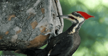 12 Species Of WoodPeckers In Florida Detailed Picture