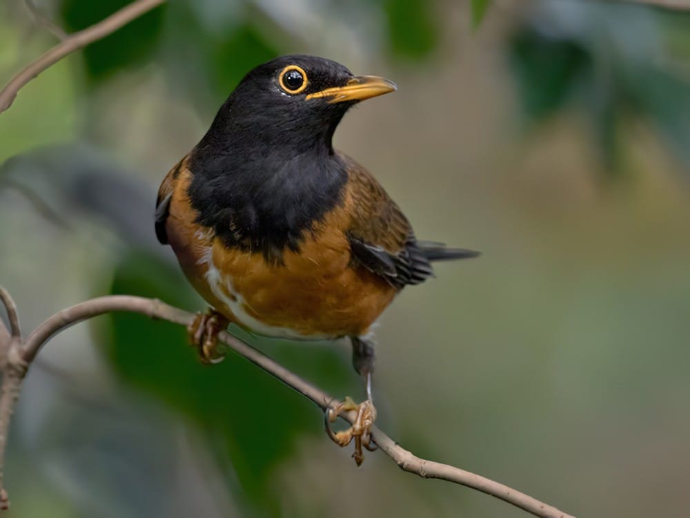 Japanese word for bird japanese word for bird
