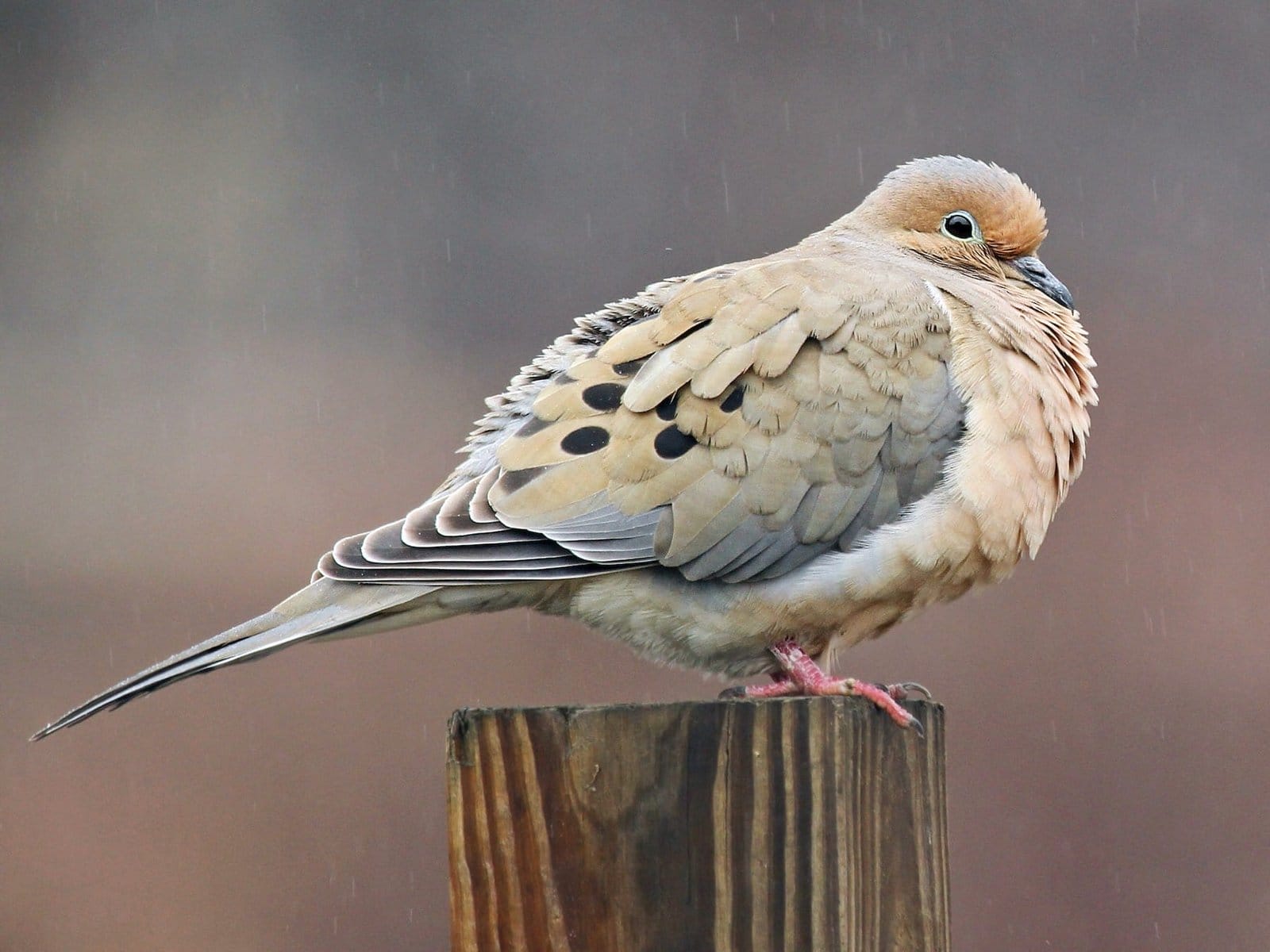 coastal birds of south carolina