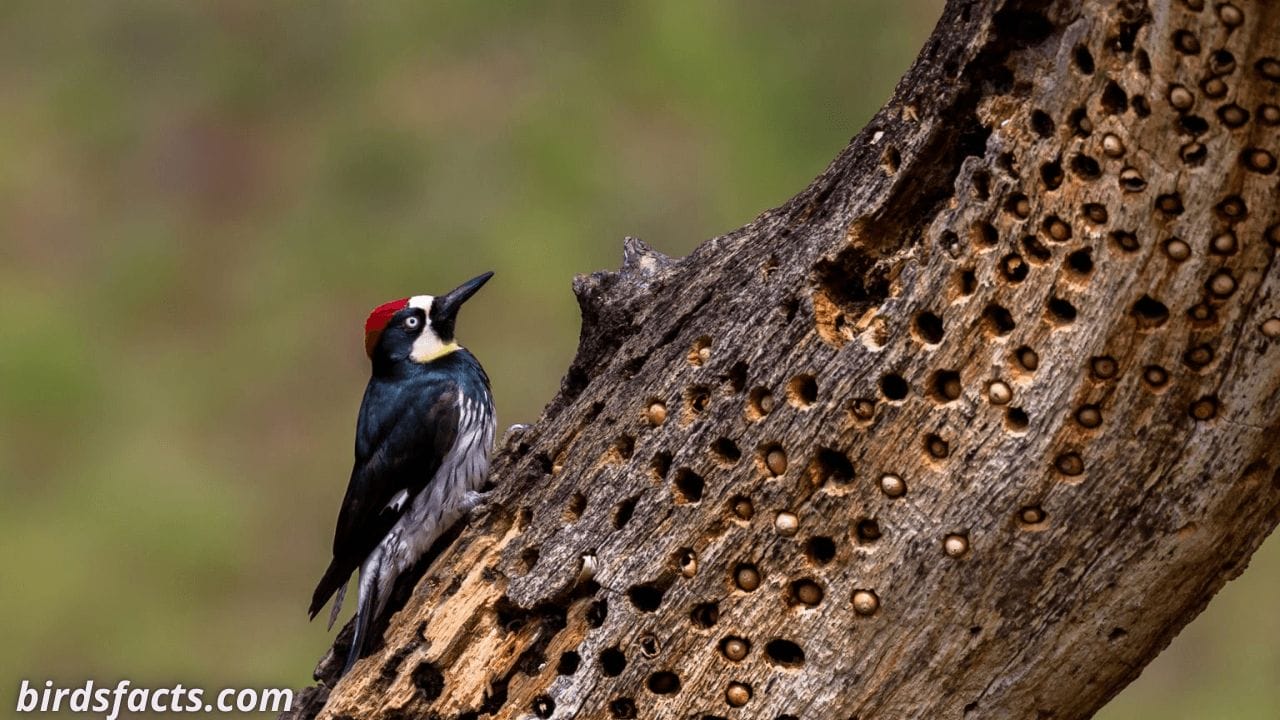 Acorn Woodpecker