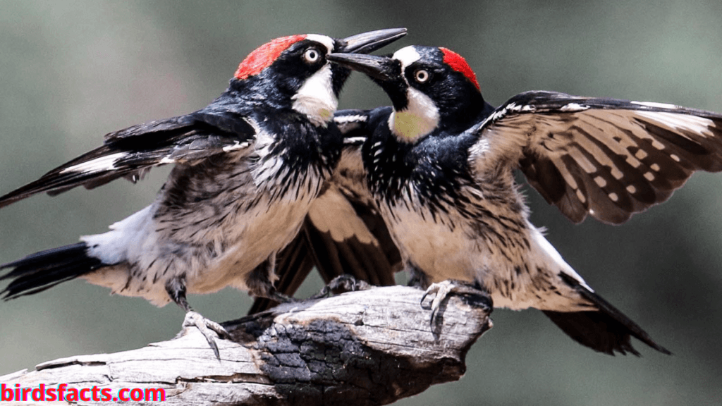 Acorn Woodpecker