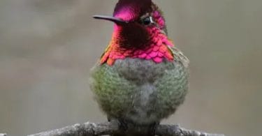 what is the state bird of arizona