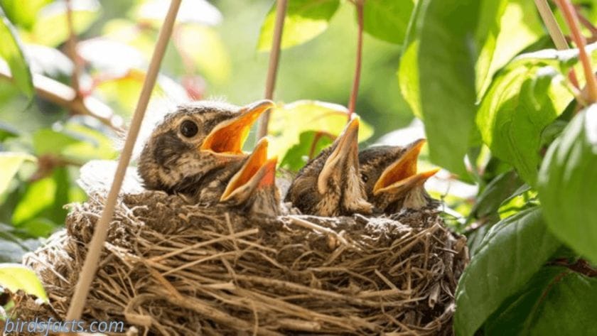 how long do birds sleep where do birds sleep at night