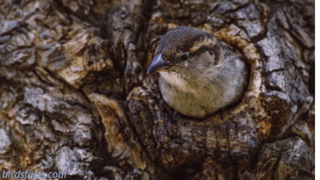 where do robins sleep at night