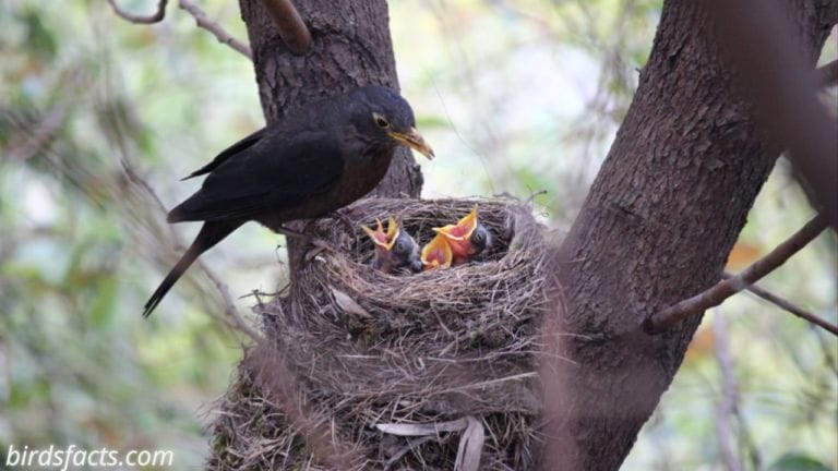 Do Mother Bird Sleep with Their Babies?