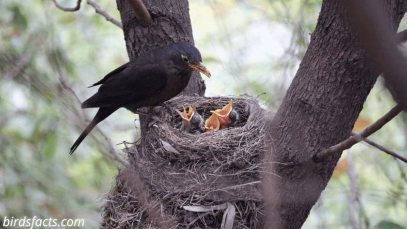 do birds sleep mother bird