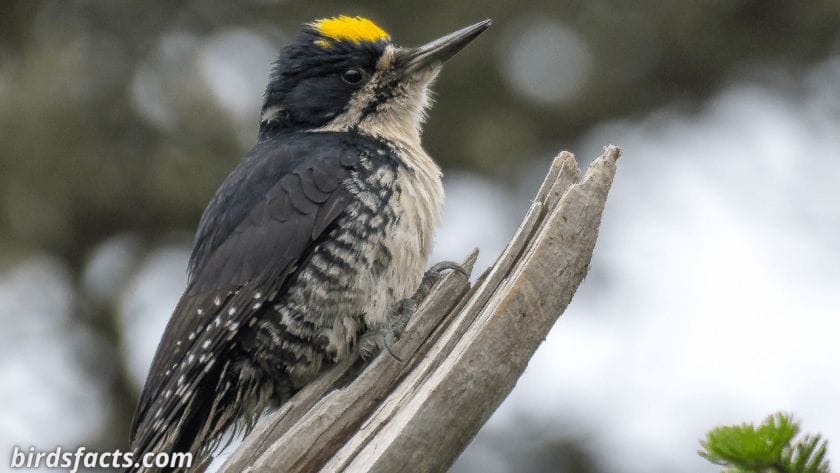 black back woodpecker Black-backed Woodpecker