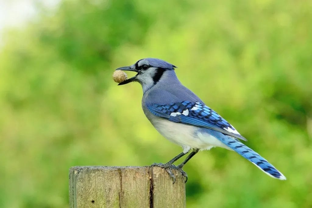 what does a blue jay symbolize what do blue jays eat