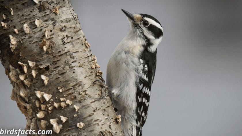 downy vs hairy woodpecker DOWNY WOODPECKER