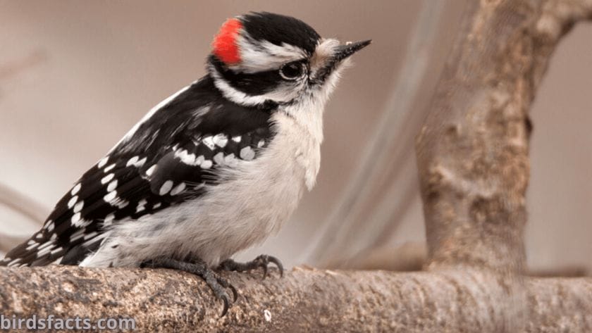 12 Species Of WoodPeckers In Florida Detailed Picture How Do They Look Like 12 Species Of WoodPeckers In Florida Detailed Picture How Do They Look Like