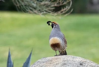 colorful birds of arizona