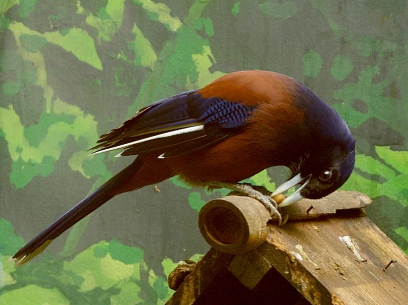 japanese art birds