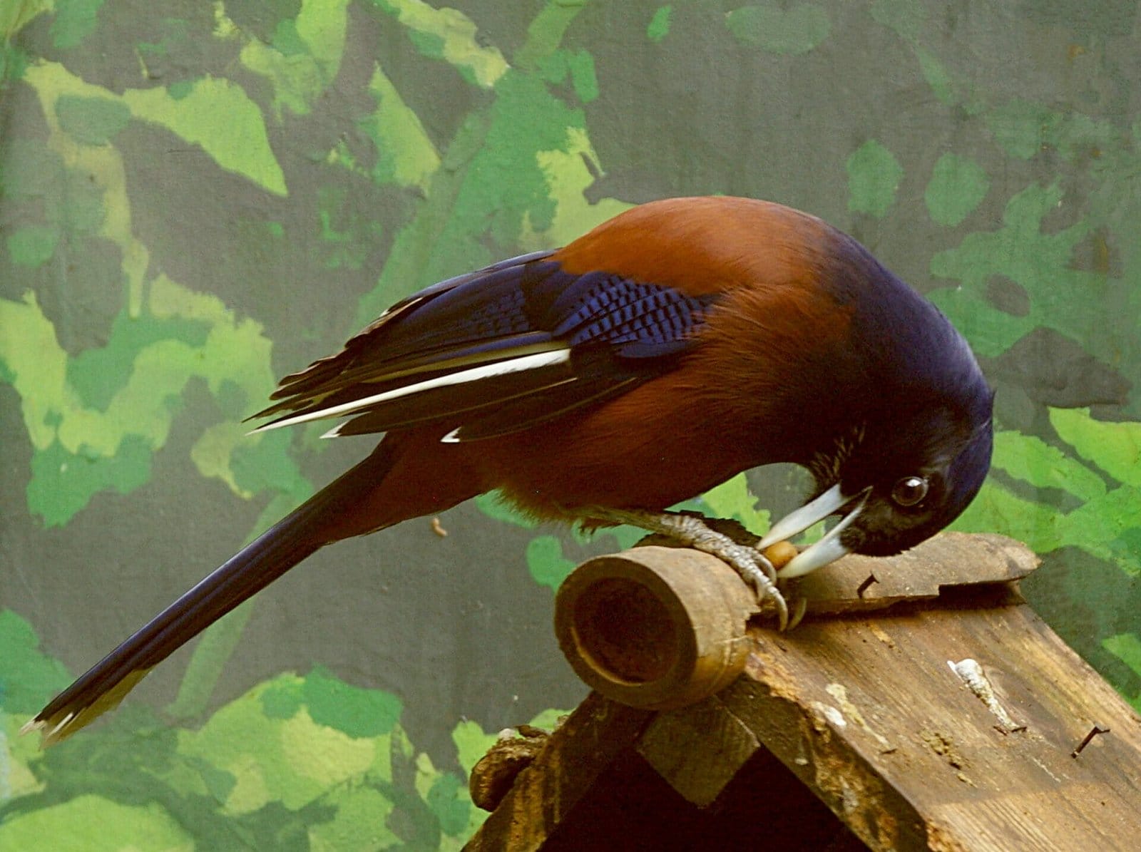 Japanese art birds japanese art birds