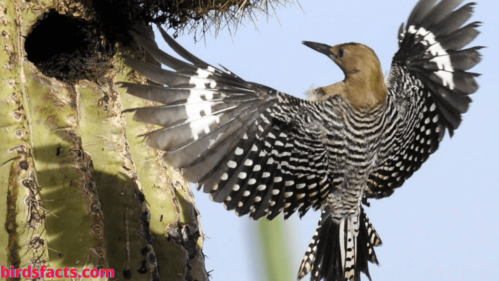 Gila Woodpecker