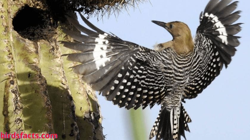 gila woodpecker eating brains Gila Woodpecker