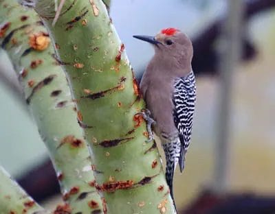 picture of arizona state bird